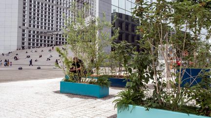 Une "oasis de fraîcheur" expérimentale est installée dans le quartier d'affaires de La Défense, à l'ouest de Paris, le 9 juillet 2021. (MAXPPP)