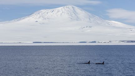 La mer de Ross, en Antarctique, où a été découverte une fuite de méthane, selon une étude scientifique publiée le 22 juillet 2020.&nbsp; (SAMUEL BLANC / BIOSPHOTO / AFP)