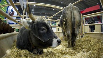 Vaches à la Semaine verte (foire agricole) de Berlin (AFP - ODD ANDERSEN)