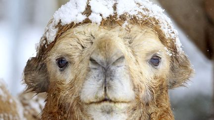 Un chameau couvert de neige dans le zoo de Z&uuml;rich (Suisse), le 15 f&eacute;vrier 2012. (ARND WIEGMANN / REUTERS)