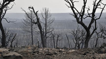 Une forêt ravagée par un incendie à El Kala (Algérie), le 18 août 2022.&nbsp; (AFP)