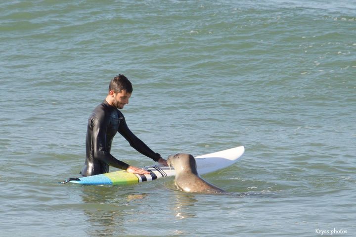 En Gironde m me les phoques aiment le surf la preuve