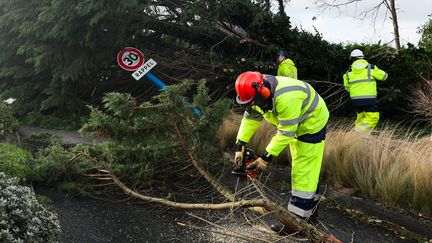 Des employés municipaux coupent des arbres renversés par la tempête Ciaran à l'Ile-Tudy (Finistère), le 2 novembre 2023. (FRED TANNEAU / AFP)