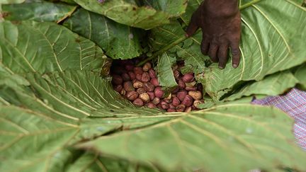 En Côte d’ivoire, dans les forêts de l’ouest du pays, la culture et l’activité commerciale de cola remontent à plusieurs siècles.   (Sia Kambou / AFP)