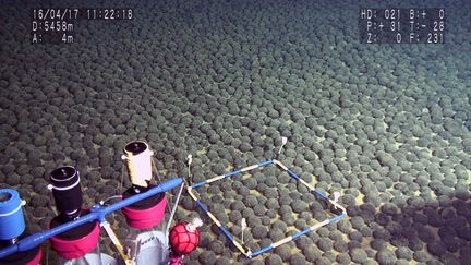 Des nodules polymétalliques, qui peuvent servir à faire fonctionner des batteries, dans les eaux de&nbsp;Minamitorishima&nbsp;au Japon, en avril 2016. (HO / JAMSTEC)