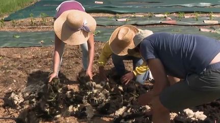 Une idée pour la France : qu'est-ce que le Wwoofing ? (France 2)