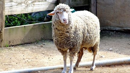 Trois moutons se sont échappés de chez leur propriétaire dans le quartier Gazonfier au Mans (GÉRARD HOUIN / MAXPPP)