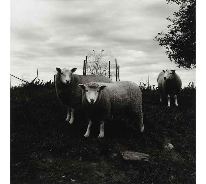 Peter Hujar, "Mouton, Pennsylvanie", 1969, achat en 2013 grâce au Charina Endowment Fund (© Peter Hujar Archive, LLC, courtesy Pace/MacGill Gallery, New York and Fraenkel Gallery, San Francisco)