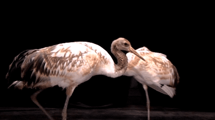 Les grues de Mandchourie, futures danseuses étoiles dans le prochain spectacle de Luc Petton 
 (France 3 / Culturebox)