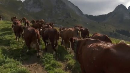 Le feuilleton du 13H : à l'approche de l'automne, la fin de l'alpage