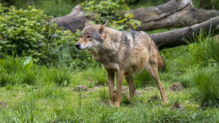 Un loup commun chassant aux abords d'une forêt (photo d'illustration).&nbsp; (MAXPPP)