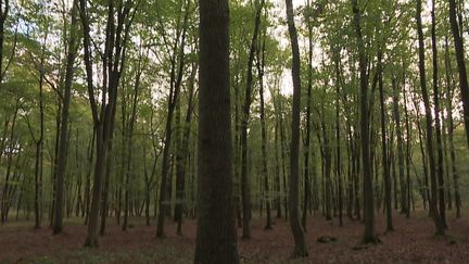 L'ONF plante, en forêt de Chantilly, des arbres venus du Sud pour emplacer ceux qui dépérissent à cause de la sécheresse.&nbsp; (N. Ben Ghezala / France Télévisions)