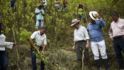 Sous le regard de paysans colombiens, un plant de coca est déterré dans un champ à Pubelo Nuevo, dans le département d’Antioqua (nord-ouest). Le président Juan Manuel Santos (en chapeau à droite) se prépare à le remplacer par un bananier. Un geste symbolique qui illustre le vaste programme de substitution visant à éradiquer les cultures illicites de coca, composant de base de la cocaïne. Les agriculteurs concernés recevront une subvention mensuelle d’environ 330 dollars. Avec 96.000 hectares de plantations, la Colombie est le premier producteur mondial de cocaïne, avec 646 tonnes en 2015, selon l'ONU. (Raul Arboleda / AFP)