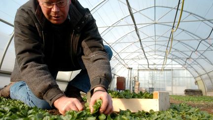 Une plantation de mâche à Selestat (Bas-Rhin), le 19 février 2006. Le métam-sodium est particulièrement utilisé dans la culture de cette variété de salade. (MAXPPP)