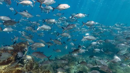 Un ban de poissons dans l'océan Pacifique. (FLORIAN LAUNETTE & MEGANE CHINE / MAXPPP)