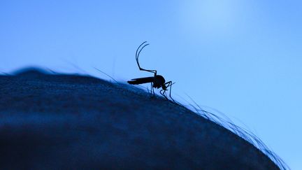 Un moustique vecteur du chikungunya, le 31 août 2024 à Tehatta (Inde). (SOUMYABRATA ROY / NURPHOTO / AFP)