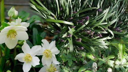 Hellébore, liriope et tiarelle vivent très bien ensemble dans un pot ou une jardinière. (ISABELLE MORAND / RADIO FRANCE / DIMITRI KALIORIS)