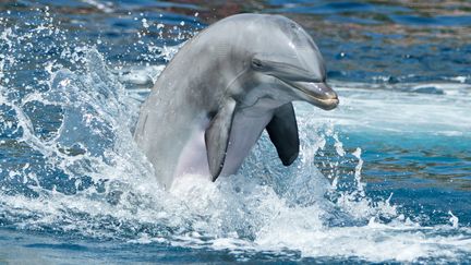 Un dauphin, lors d'un show aquatique dans un parc de Nuremberg (Allemagne), le 17 juillet 2013. (DANIEL KARMANN / DPA)