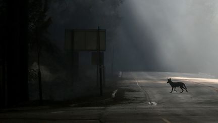 Un coyote traverse une route ferm&eacute;e en raison des incendies en cours dans le parc de Yosemite, le 23 ao&ucirc;t 2013 en Californie.&nbsp; (JUSTIN SULLIVAN / GETTY IMAGES NORTH AMERICA)