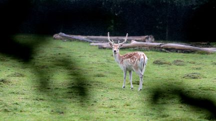 Un daim dans le Nord, (photo d'illustration). (MAXPPP)