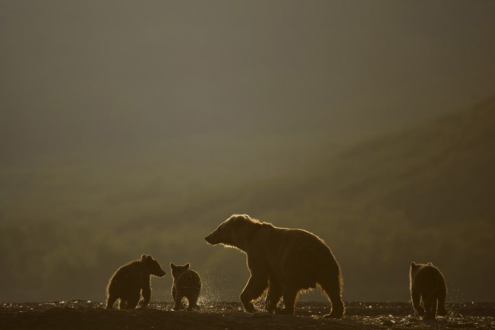 &nbsp; (Sergey Gorshkov)