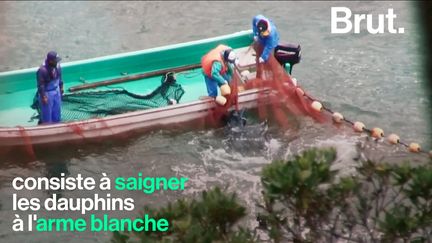 Chaque année, un rituel mortuaire se déroule dans la baie de Taiji : des centaines de dauphins sont violemment abattus par des pêcheurs.