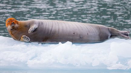 Un phoque se d&eacute;tend sur la banquise apr&egrave;s avoir p&ecirc;ch&eacute; &agrave; Svalbard (Norv&egrave;ge), le 17 janvier 2014. Ce sont des particules de fer pr&eacute;sentes dans l'eau qui colorent ainsi son pelage en orange. (HANK PERRY / SOLENT NEWS / SIPA)