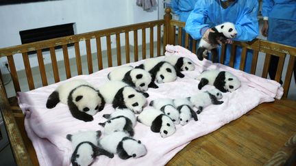 Un soigneur place un b&eacute;b&eacute; panda dans un berceau au&nbsp;Centre de recherche sur le panda g&eacute;ant de Chengdu (Chine), le 23 septembre 2013. (CHINA DAILY / REUTERS)