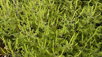 Un plant d'ambroisie dans la&nbsp;James Woodworth Prairie Preserve, Illinois&nbsp;(Etats-Unis). La plante est arriv&eacute;e en France &agrave; la fin du XIXe si&egrave;cle. (FRANK MAYFIELD / FLICKR )