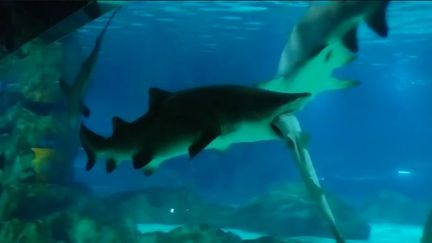 Un requin avale l'un de ses congénères