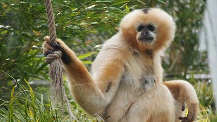 Un gibbon à favoris blancs. (FRANCEINFO)