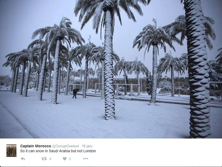 &nbsp; (Des palmiers sous la neige... en Israël il y a trois ans © Capture d'écran Twitter)