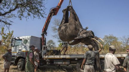 520 éléphants transportés par camion sur 350 km au Malawi. (Amos Gumulira / AFP)