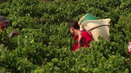 Dans l'Aude, certains vignerons ont commencé à vendanger le 25 juillet. Avec le réchauffement climatique, cette date ne cesse d'avancer.&nbsp; (FRANCE 3)