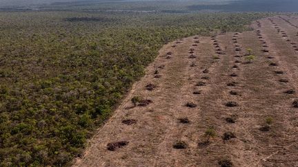 Aerial view of deforestation of the indigenous Cerrado (savannah) in Sao Desiderio, western Bahia state, Brazil, September 25, 2023. (FLORENCE GOISNARD / AFP)