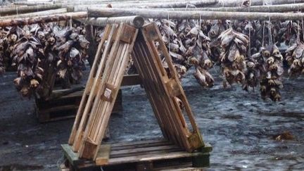 Des têtes du cabillaud de l'Arctique séchant à Svolvaer, dans les îles Lofoten, le 8 février 2012. (AFP/NINA LARSON)