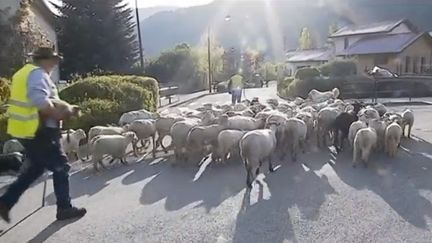 Isère : des moutons à l'école