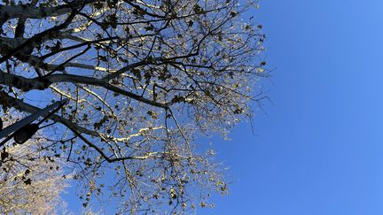 Le ciel azur de Lille (France Télévisions)