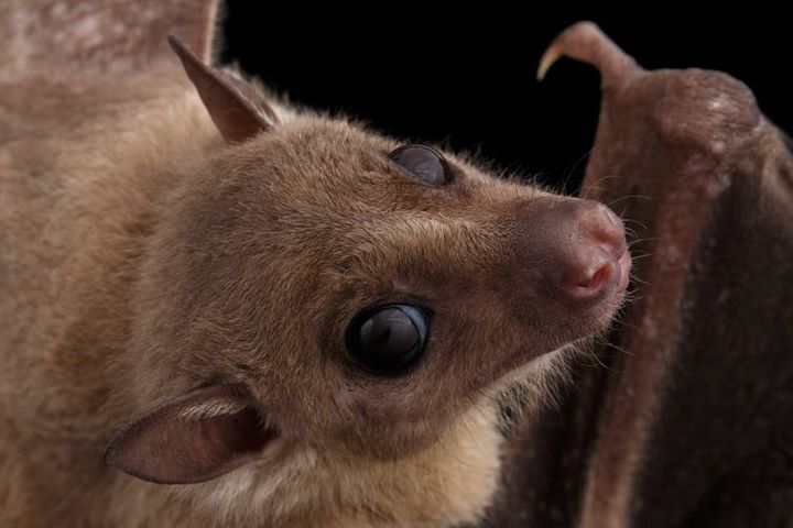 La chauve-souris Rousettus aegyptiacus est soupçonnée d’abriter le virus Marburg.  (Shutterstock)