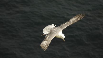 Le fulmar boréal est l'une des deux espèces d'oiseaux marins analysées dans cette étude de "Nature Ecology & Evolution". (LEEMAGE / AFP)