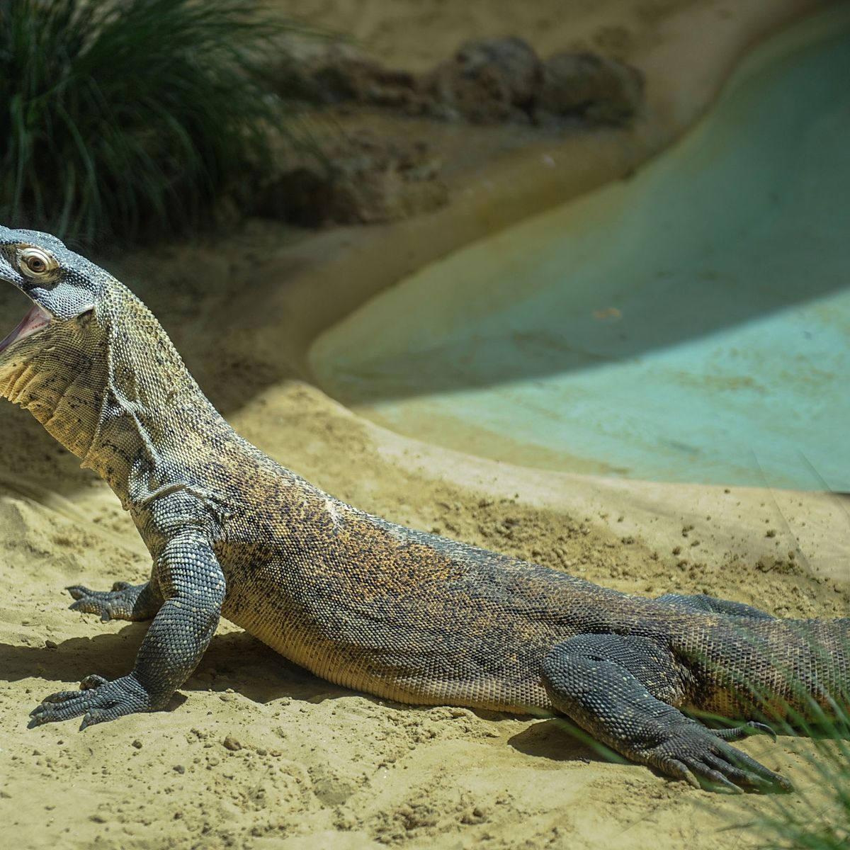 Drome Un Bebe Dragon De Komodo Derobe A La Ferme Aux Crocodiles