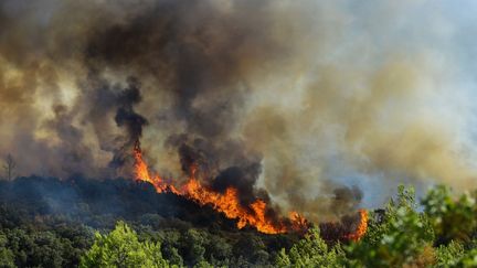 Les flammes ravagent une forêt près de Gignac, le 26 juillet 2022. (SYLVAIN THOMAS / AFP)