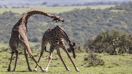 Combat de girafes dans le parc du Serengeti, en Tanzanie (mars 2018)
 (Paul Goldstein / Cover Images / Sipa)