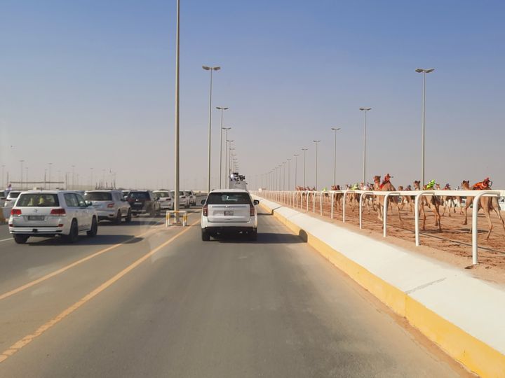 Les propriétaires des dromadaires les suivent en voiture lors d'une course à Doha, en décembre 2022.&nbsp; (JEROME VAL / RADIO FRANCE)