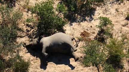 Début juillet 2020, les responsables du Parc National de l'Okanvango alertait sur la mortalité d'éléphants dans la zone du delta. Environ 400 pachydermes ont été retrouvés morts en quelques mois. (- / NATIONAL PARK RESCUE)