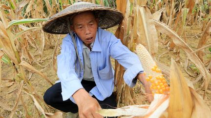 Ce paysan du sud de la Chine constate les dégâts de la sécheresse sur son champ de maïs (août 2013). (AFP /Tan Kaixing, Imagine China )