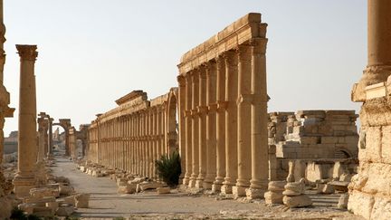 Une rangée de colonnes longue de 1,2 km dans la cité antique de Palmyre, en Syrie.
 (Manuel Cohen / AFP)