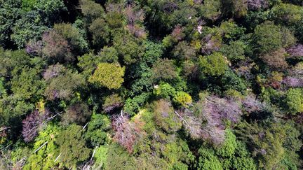 Une&nbsp;forêt à Höxter (Rhénanie-du-Nord-Westphalie), en Allemagne, le 25 juillet 2019. (INA FASSBENDER / AFP)