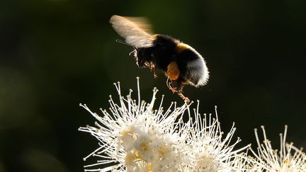 Le bourdon, insecte pollinisateur, est menacé par le&nbsp;thiaméthoxame,&nbsp;un pesticide néonicotinoïde. (YURI KADOBNOV / AFP)