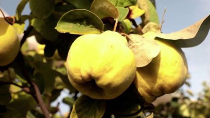 La rubrique "Les petits plats dans l'écran" du 13 Heures, samedi 22 octobre, vous emmène dans le Vaucluse pour déguster un fruit à la chair ferme, consommé majoritairement cuit :&nbsp;le coing. (FRANCE 2)